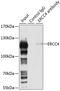ERCC Excision Repair 4, Endonuclease Catalytic Subunit antibody, GTX33587, GeneTex, Immunoprecipitation image 