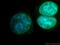 DGCR8 Microprocessor Complex Subunit antibody, 10996-1-AP, Proteintech Group, Immunofluorescence image 