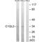 Complement C1q Like 2 antibody, A18194, Boster Biological Technology, Western Blot image 