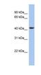 Stomatin Like 3 antibody, NBP1-62188, Novus Biologicals, Western Blot image 