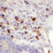 NRP antibody, AF3870, R&D Systems, Immunohistochemistry frozen image 