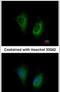 MOSC domain-containing protein 2, mitochondrial antibody, PA5-31602, Invitrogen Antibodies, Immunofluorescence image 