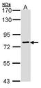 Golgin A6 Family Member B antibody, GTX107707, GeneTex, Western Blot image 