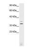Visual system homeobox 2 antibody, PA1-24401, Invitrogen Antibodies, Western Blot image 