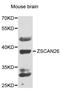 Zinc Finger And SCAN Domain Containing 26 antibody, STJ29708, St John