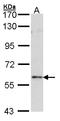 Forkhead box protein N1 antibody, LS-B4832, Lifespan Biosciences, Western Blot image 