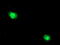 Dolichyl-diphosphooligosaccharide--protein glycosyltransferase subunit 1 antibody, TA503650, Origene, Immunofluorescence image 