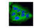 Receptor Interacting Serine/Threonine Kinase 1 antibody, 3493S, Cell Signaling Technology, Immunofluorescence image 