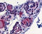 Thyroid Stimulating Hormone Receptor antibody, TA340428, Origene, Immunohistochemistry frozen image 