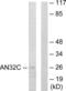 Acidic Nuclear Phosphoprotein 32 Family Member C antibody, LS-C118679, Lifespan Biosciences, Western Blot image 