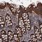 Mitochondrial Ribosomal Protein L42 antibody, HPA039398, Atlas Antibodies, Immunohistochemistry paraffin image 