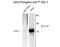 ETS Transcription Factor ELK1 antibody, GTX82701, GeneTex, Western Blot image 