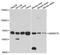 Small Nuclear Ribonucleoprotein U1 Subunit 70 antibody, A6065, ABclonal Technology, Western Blot image 