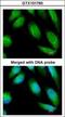 Creatine Kinase B antibody, GTX101760, GeneTex, Immunofluorescence image 