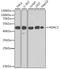 Histone Deacetylase 3 antibody, A2139, ABclonal Technology, Western Blot image 
