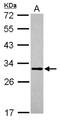 Mitochondrial GTPase 1 antibody, NBP2-19428, Novus Biologicals, Western Blot image 