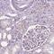 Period Circadian Regulator 2 antibody, HPA060510, Atlas Antibodies, Immunohistochemistry frozen image 