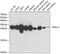 Ribosomal Protein L14 antibody, 14-963, ProSci, Western Blot image 