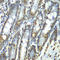 Septin 7 antibody, LS-C346129, Lifespan Biosciences, Immunohistochemistry paraffin image 