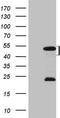 Homeobox protein Mohawk antibody, CF808350, Origene, Western Blot image 