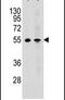 MCH receptor 1 antibody, PA5-24182, Invitrogen Antibodies, Western Blot image 