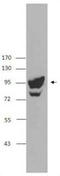Programmed Cell Death 6 Interacting Protein antibody, TA328026, Origene, Western Blot image 
