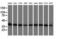 Basigin (Ok Blood Group) antibody, LS-B12189, Lifespan Biosciences, Western Blot image 