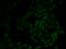 Moesin antibody, 18-553, ProSci, Immunofluorescence image 