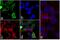 Glutathione-S-Transferase Tag antibody, 710011, Invitrogen Antibodies, Immunofluorescence image 