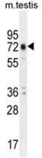 Ankyrin Repeat And EF-Hand Domain Containing 1 antibody, AP50188PU-N, Origene, Western Blot image 