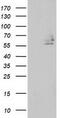 Differentially Expressed In FDCP 8 Homolog antibody, M15742, Boster Biological Technology, Western Blot image 