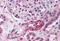 Angiotensin II type-1 receptor antibody, MBS244122, MyBioSource, Immunohistochemistry paraffin image 