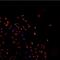 TAR DNA Binding Protein antibody, GTX48595, GeneTex, Immunofluorescence image 