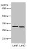 Crystallin Beta B1 antibody, LS-C675593, Lifespan Biosciences, Western Blot image 