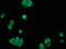 FCH Domain Only 1 antibody, LS-C671460, Lifespan Biosciences, Immunofluorescence image 