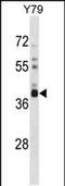 Olfactory Receptor Family 52 Subfamily L Member 1 antibody, PA5-48764, Invitrogen Antibodies, Western Blot image 