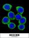 XK Related 4 antibody, 55-945, ProSci, Immunofluorescence image 