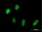 Pre-MRNA Processing Factor 18 antibody, H00008559-B02P, Novus Biologicals, Immunocytochemistry image 