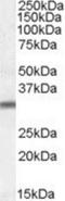 Proteasome Assembly Chaperone 1 antibody, NBP1-36951, Novus Biologicals, Western Blot image 