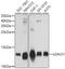 Galectin 1 antibody, 16-239, ProSci, Western Blot image 