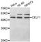 CUGBP Elav-Like Family Member 1 antibody, orb373318, Biorbyt, Western Blot image 