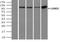 LEM Domain Containing 3 antibody, NBP2-02211, Novus Biologicals, Immunoprecipitation image 