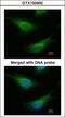 FA Complementation Group C antibody, GTX100400, GeneTex, Immunofluorescence image 