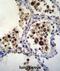Sialic acid-binding Ig-like lectin 15 antibody, abx026294, Abbexa, Western Blot image 