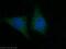 Mitochondrial import inner membrane translocase subunit Tim13 antibody, 11973-1-AP, Proteintech Group, Immunofluorescence image 