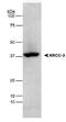 X-Ray Repair Cross Complementing 3 antibody, NB100-180, Novus Biologicals, Western Blot image 