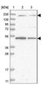 Adenylate Kinase 9 antibody, NBP2-33936, Novus Biologicals, Western Blot image 