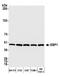 Cell cycle protein p38-2G4 homolog antibody, A303-083A, Bethyl Labs, Western Blot image 