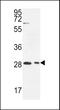 Ermin antibody, LS-C167811, Lifespan Biosciences, Western Blot image 