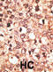 Cryptochrome Circadian Regulator 1 antibody, abx032696, Abbexa, Immunohistochemistry paraffin image 